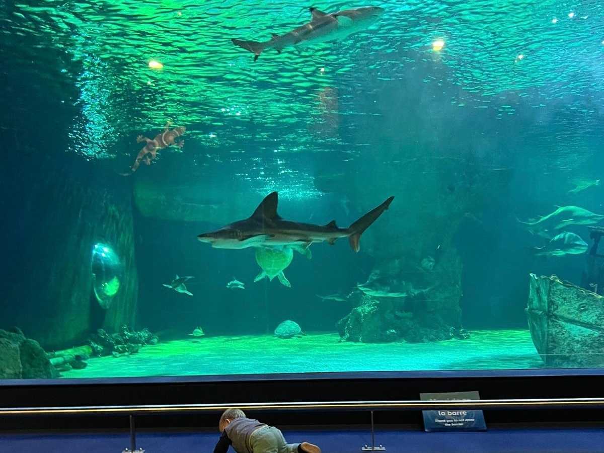 L'Océarium du Croisic avec enfants : infos et conseils